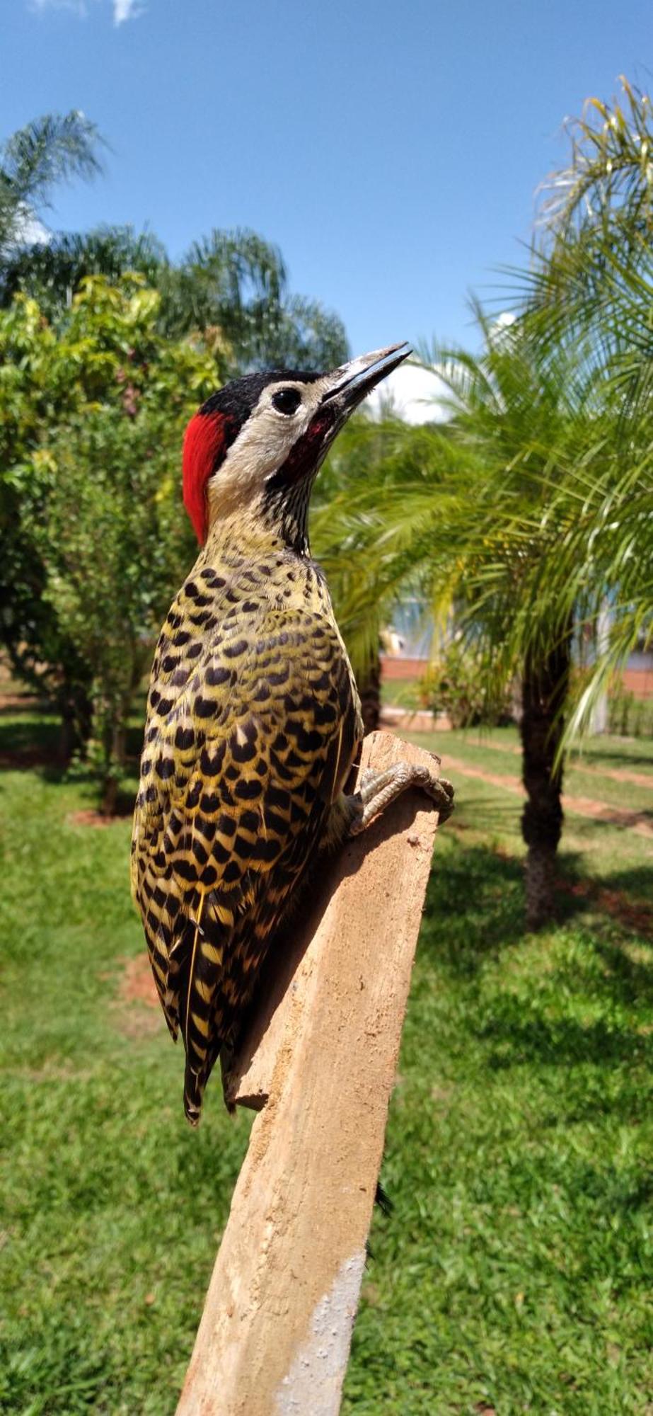 Pousada Estancia Mineira Guapé المظهر الخارجي الصورة
